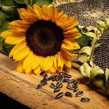 Sun Flower Seeds 500g